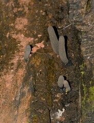 Xylaria ellisii