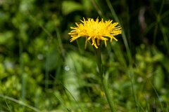 Hypochaeris uniflora