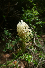 Xerophyllum asphodeloides