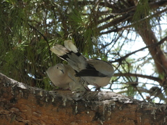 Streptopelia decaocto