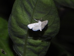 Ambia