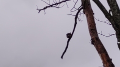 Troglodytes troglodytes