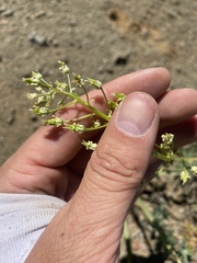 Toxicoscordion venenosum venenosum