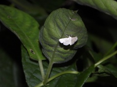 Ambia
