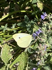 Pieris rapae