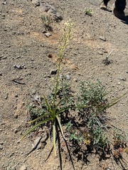 Toxicoscordion venenosum venenosum