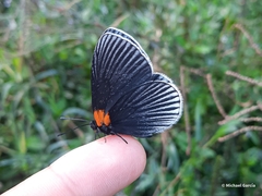 Hades noctula