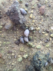 Echinolittorina aspera