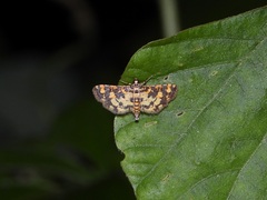 Eurrhyparodes tricoloralis