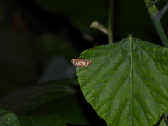 Eurrhyparodes tricoloralis