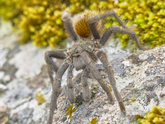 Dugesiella anitahoffmannae