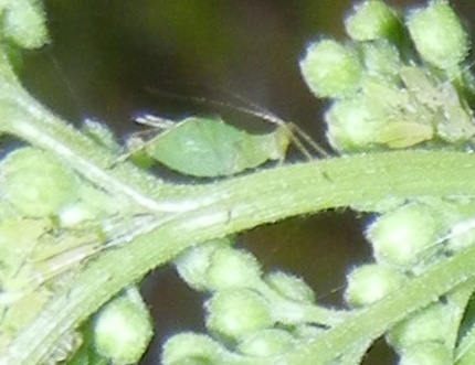 Macrosiphum cholodkovskyi