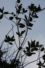 Calophyllum inophyllum