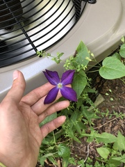 Clematis × jackmanii