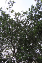 Calophyllum inophyllum