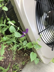 Clematis × jackmanii