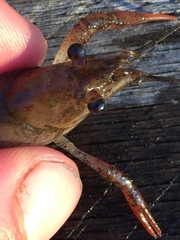 Procambarus acutissimus