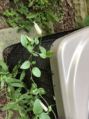 Clematis × jackmanii