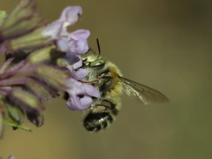 Anthophora quadrimaculata
