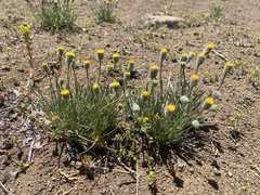 Erigeron bloomeri bloomeri