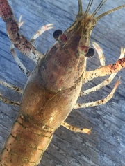 Procambarus acutissimus