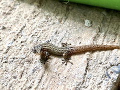 Sphaerodactylus graptolaemus