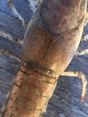 Procambarus acutissimus