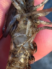 Procambarus acutissimus