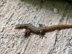 Sphaerodactylus graptolaemus