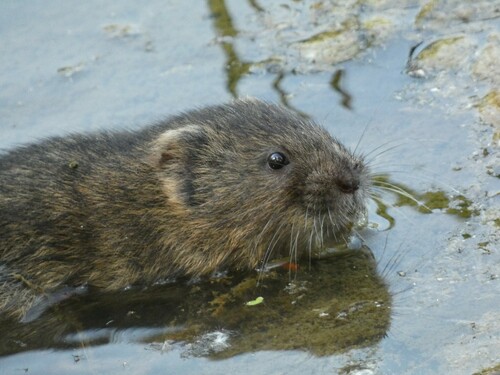 Italian Water Vole (Arvicola italicus) — Near Threatened Mammalia