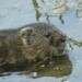 Italian Water Vole - Photo (c) williambenedetto, some rights reserved (CC BY-NC), uploaded by williambenedetto