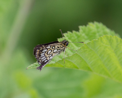 Heteropterus morpheus
