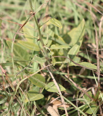 Desmodium tweedyi