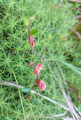 Exobasidium rostrupii