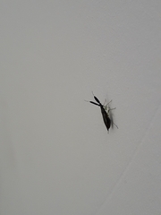 Heterotoma planicornis