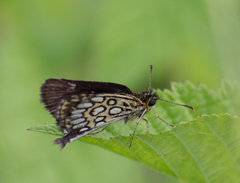 Heteropterus morpheus