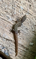 Sphaerodactylus graptolaemus