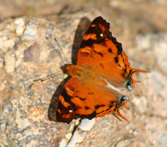 Hypanartia paullus