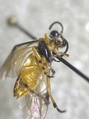 Athalia cordata