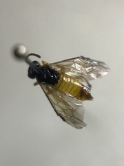 Athalia cordata