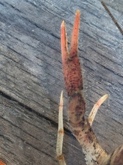 Procambarus acutissimus