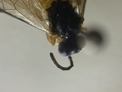 Athalia cordata