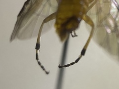 Athalia cordata