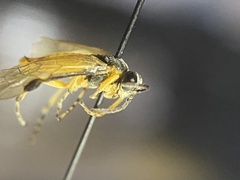 Athalia cordata