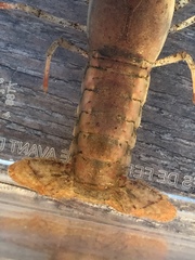 Procambarus acutissimus