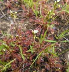 Drosera intermedia