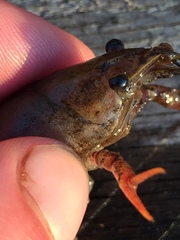 Procambarus acutissimus