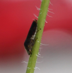 Homalodisca vitripennis