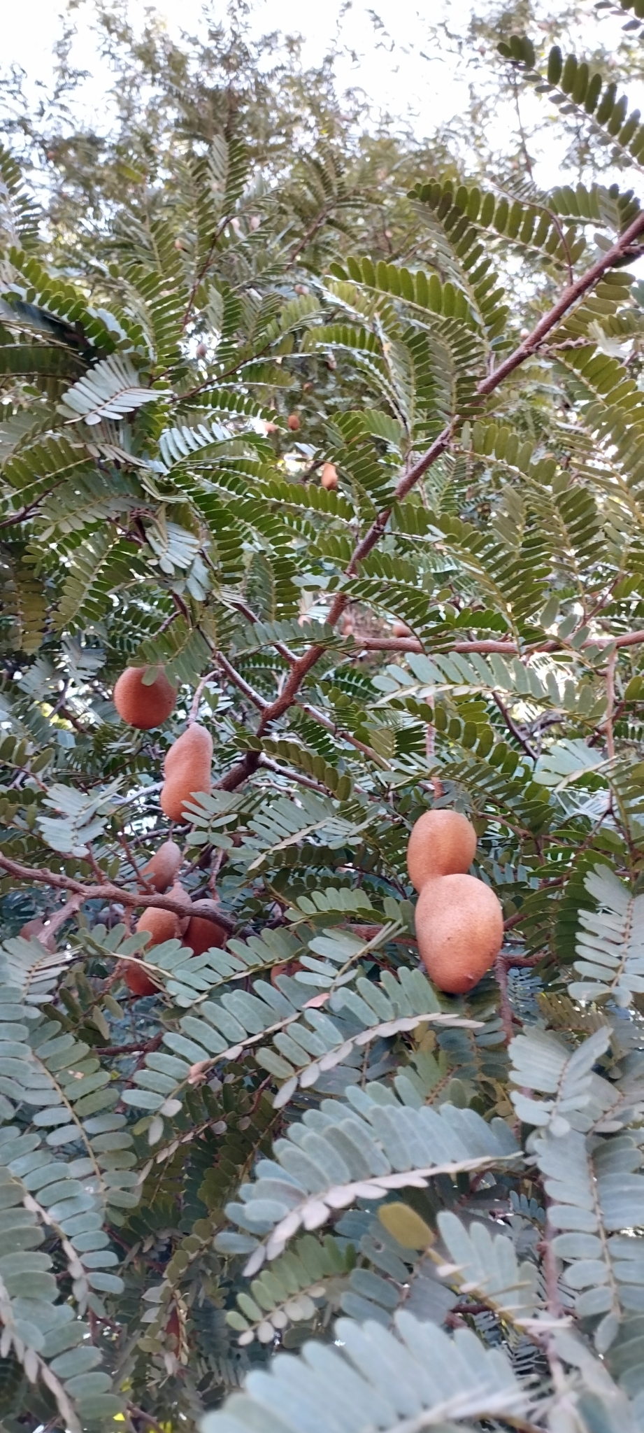 Tamarindus indica
