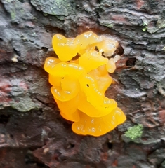 Dacrymyces chrysospermus